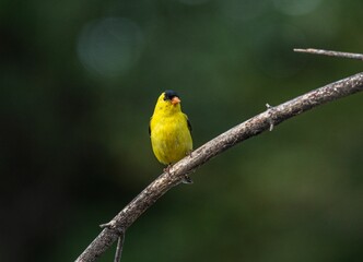 Closeup of an American Goldfinch perched on a thin branch