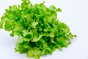 Curly lettuce on a white background. Green salads.