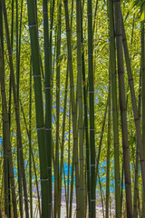 Bambus im botanischen Garten