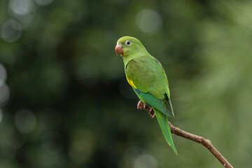 A Plain Parakeet perched on branch. Species Brotogeris chiriri. It is a typical parakeet of the Brazilian forest. Birdwatching. Birding. Parrot.