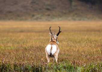 Pronghorn Antelope Buck in Wyoming in Autumn © natureguy