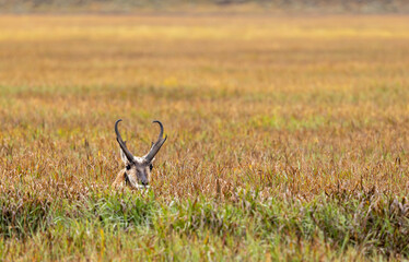 Pronghorn Antelope Buck in Wyoming in Autumn