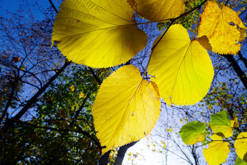 Yellow autumn leaves in the forest under the sun rays shining through the leaves