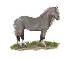 Obraz na płótnie Canvas Horse Coat PNG 