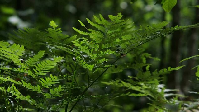 Close-up on a forest fern. Filmed in summer daytime with natural dynamic light on a blurry background.