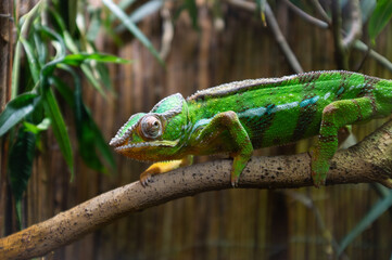 chameleon walking on branch closeup 