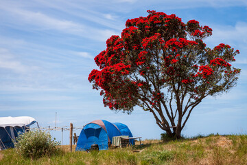 Summer freedom camping under flowering Pohutukawa trees, near Gisborne, New Zealand 