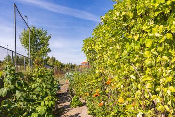 Allotment garden in Marum with IKC school in the background in municipality Westerkwartier in Groningen province the Netherlands