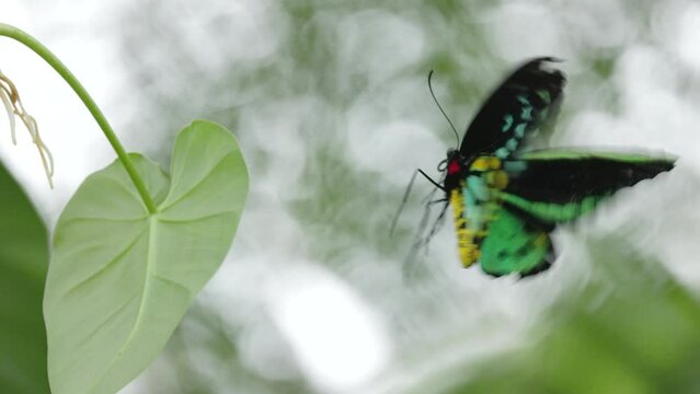 a slow motion shot cairns birdwing butterfly taking off from a leaf at kuranda in north qld, australia