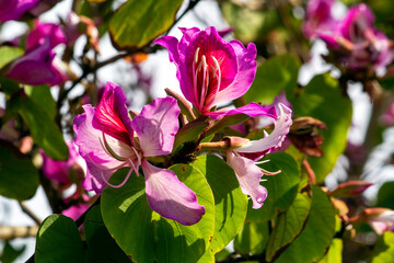 Orchid Tree (Bauhinia Variegata Purpurea)