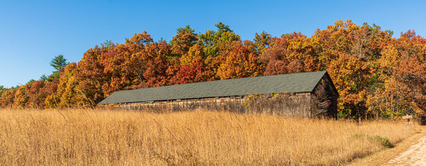 Old tobacco barn with oak trees