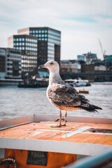 Bird in London with the river in the background