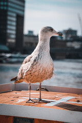 Fototapeta premium Bird in London with the river in the background
