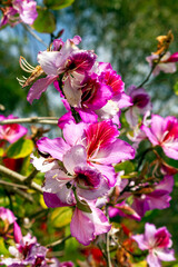 Orchid Tree (Bauhinia Variegata Purpurea)