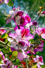 Orchid Tree (Bauhinia Variegata Purpurea)