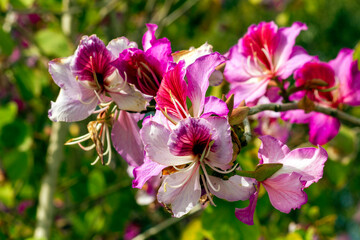 Orchid Tree (Bauhinia Variegata Purpurea)