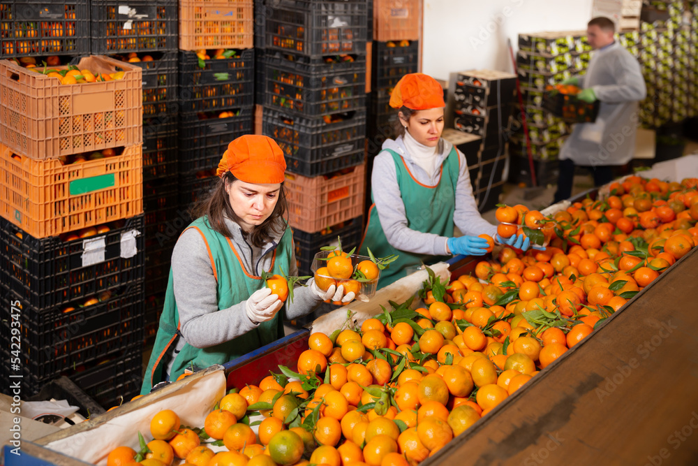 Wall mural adult female workers sort tangerines on the producing sorting line at fruit warehouse