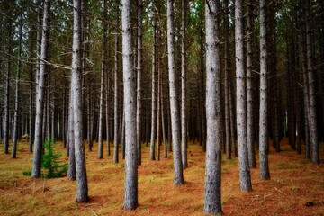 Forest scenery with dense trees