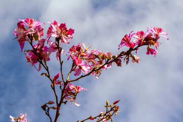 Orchid Tree (Bauhinia Variegata Purpurea)