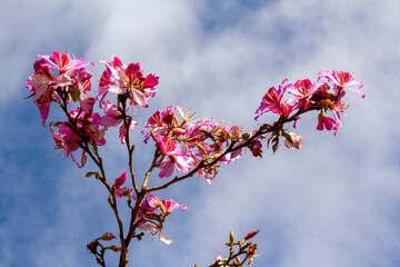 Orchid Tree (Bauhinia Variegata Purpurea)