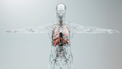 Diaphragm Human Respiratory System Anatomy, Medical Concept, the diaphragm muscle on skeleton, 3D render