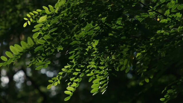 Close-up on acacia tree leaves, also known as wattle. Filmed in summer sunset with natural dynamic light and changing wind on a blurry background.
