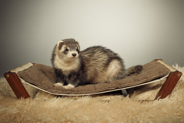Ferret indoor posing for portrait in studio