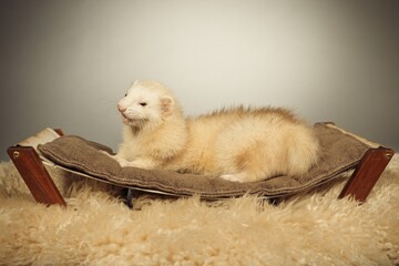 Light fur ferret laying on back indoor posing for portrait in studio