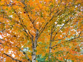Maple tree in autumn season with whiteish bark and orange leaves