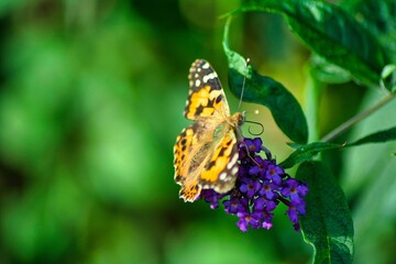 Closeup of a Vanessa Cardui butterfly resting on purple flowers blossom outdoors