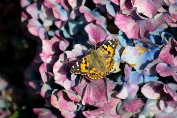 Closeup of a Vanessa Cardui butterfly resting on flowers blossom outdoors