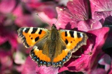 Closeup of a Vanessa Cardui butterfly resting on purple flowers blossom outdoors