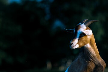 Closeup of a cute goat with horns outdoors with dark background
