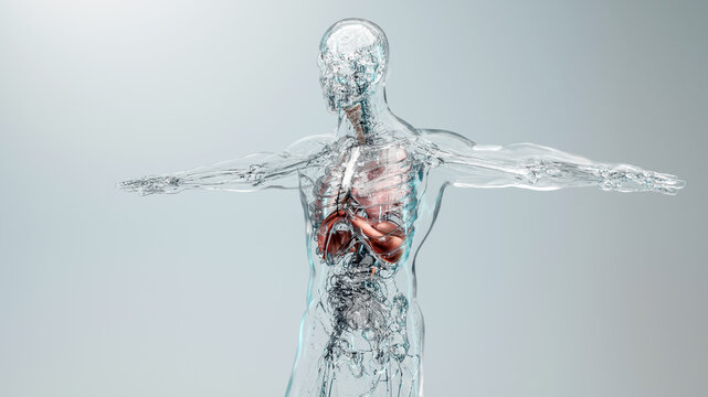 Diaphragm Human Respiratory System Anatomy, Medical Concept, the diaphragm muscle on skeleton, 3D render