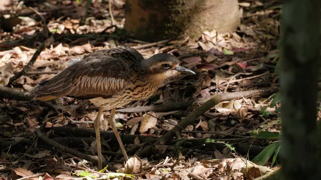 a close up view of a bush stone-curlew bird standing in dappled shade at a rainforest in north qld, australia