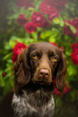 Pies w różach