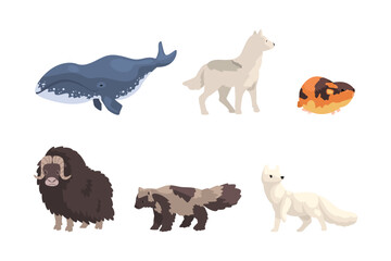 Arctic Animal with Wolf, Ox, White Fox, Lemming and Whale Vector Set