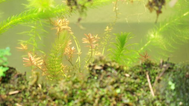 水槽の中の水草と陸上の苔のエコイメージ