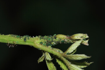 harmful aphid insect macro photo