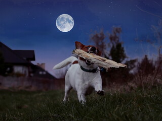 A little Jack Russell Terrier dog running with a stick against the backdrop of the full moon.