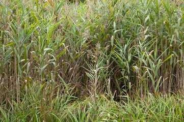 summer background: dense thickets of green reeds