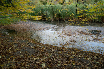 Autumn background: ground and water covered with autumn leaves, reeds in the background