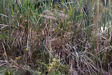 reeds at the edge of the lake