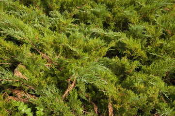 coniferous background: lush green juniper bushes