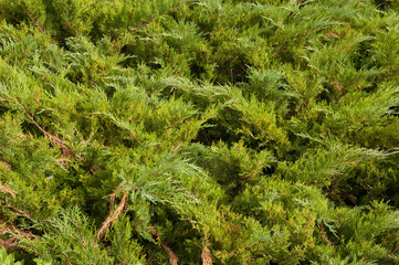 coniferous background: lush green juniper bushes