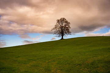 Obraz premium einsamer Baum, Wiese, Himmel, Hintergrundbild, Baum, Wolken