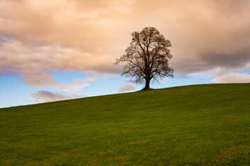 Fototapeta na wymiar einsamer Baum, Wiese, Himmel, Hintergrundbild, Baum, Wolken