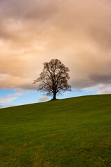 Obraz premium einsamer Baum, Wiese, Himmel, Hintergrundbild, Baum, Wolken