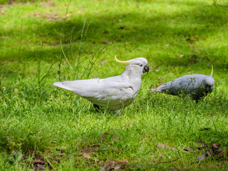 Cockatoo Field