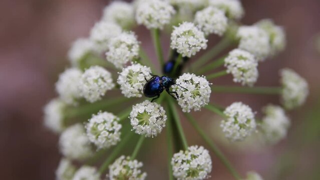 Close-up on blue milkweed beetles, also known as cobalt milkweed beetle (Chrysochus cobaltinus) crawling on a wild carrot (Daucus carota). Filmed in summer evening on a blurry background.